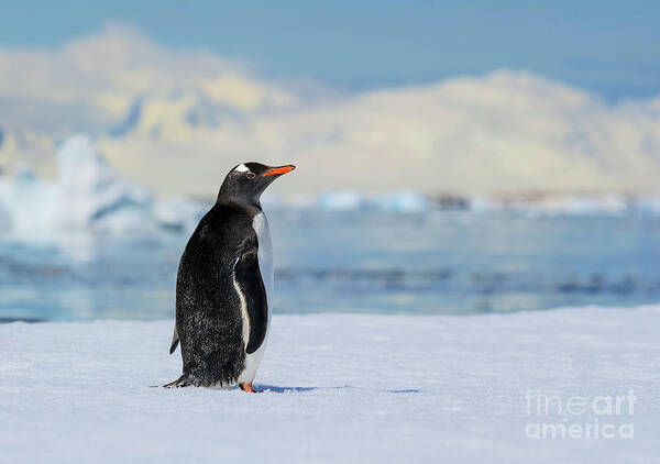Gentoo Penguin Poster featuring the photograph Antarctic Dreams... by Nina Stavlund
