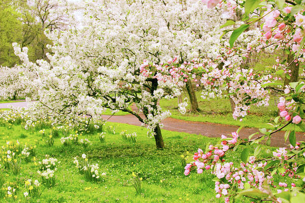 Apple Trees Poster featuring the photograph Apple Trees in Bloom by Jessica Jenney