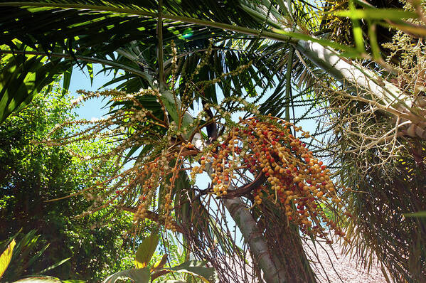 Jenny Rainbow Fine Art Photography Poster featuring the photograph Areca Palm Fruits by Jenny Rainbow