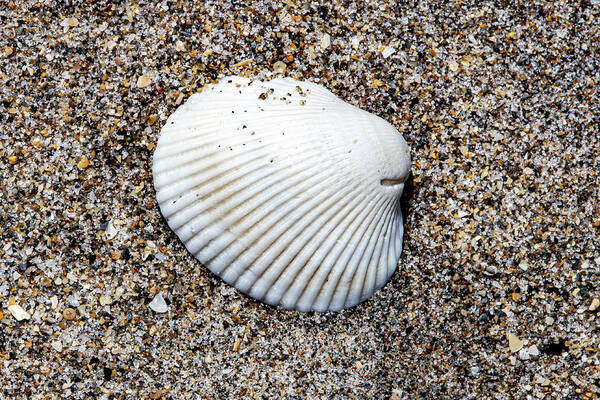 Shell Poster featuring the photograph Ark Clam Shell by Blair Damson