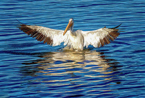 American White Pelican Poster featuring the photograph Arriving A Bit Weathered and Worn by Debra Martz