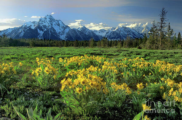 Dave Welling Poster featuring the photograph Arrowleaf Balsamroot Grand Tetons National Park by Dave Welling