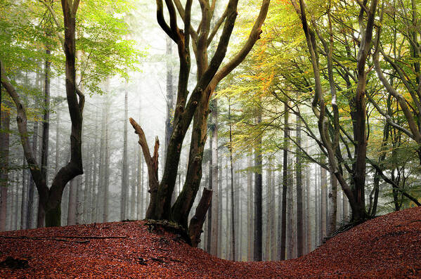 Speulderbos Poster featuring the photograph Arty trees in the Speulderbos by Rob Visser