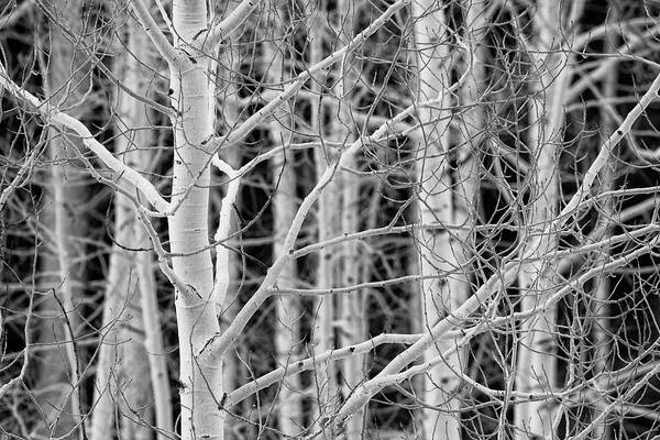 Aspen Poster featuring the photograph Aspen Forest Close-up by Denise Bush