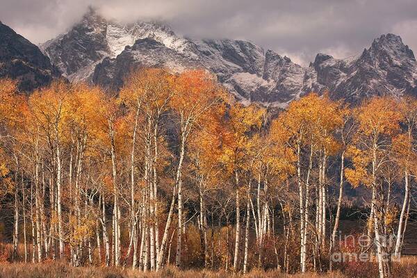 Grand Teton Poster featuring the photograph Aspen Trees With Autumn Colours, Grand Teton National Park, Wyoming USA by Philip Preston