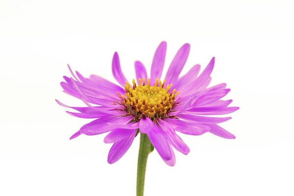 Flower Poster featuring the photograph Aster Frikartii by Tanya C Smith