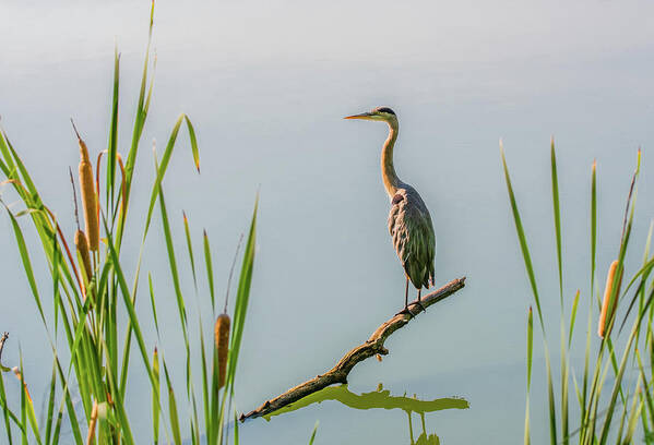 Tennessee Poster featuring the photograph August Morning Contemplations by Marcy Wielfaert