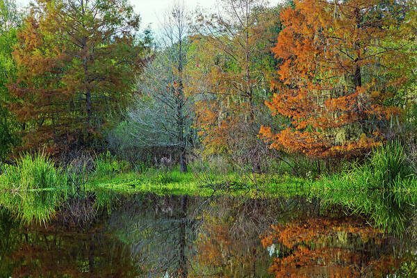 Bbsp Poster featuring the photograph Autumn At Brazos Bend by Mike Schaffner