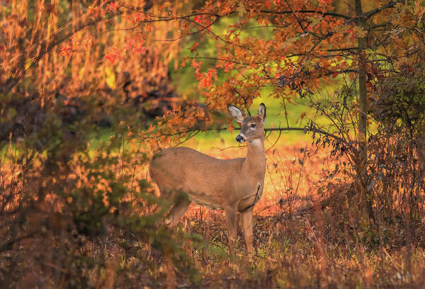 Autumn Deer In Ohio Poster featuring the photograph Autumn Deer In Ohio by Dan Sproul