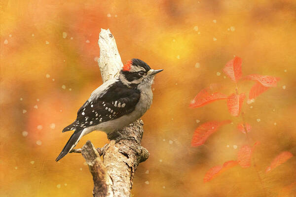 Bird Poster featuring the photograph Autumn Downy by Angie Vogel