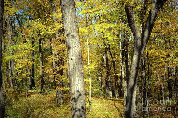 Forest Poster featuring the photograph Autumn Finale by Deb Halloran