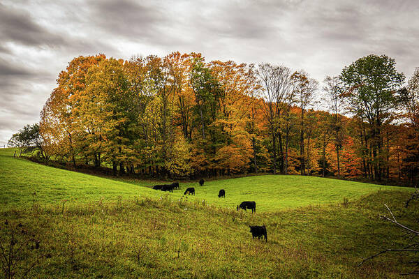 Fall Poster featuring the photograph Autumn in Vermont in the Woodstock Countryside 4 by Ron Long Ltd Photography