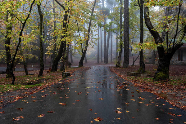 Fog Poster featuring the photograph Autumn landscape maple trees and autumn leaves on the ground after rain. by Michalakis Ppalis