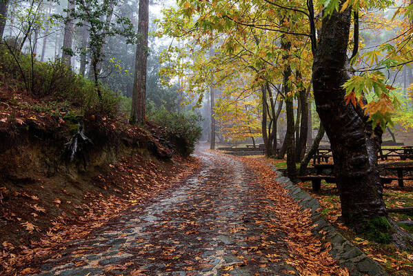 Autumn Poster featuring the photograph Autumn landscape with trees and Autumn leaves on the ground after rain by Michalakis Ppalis