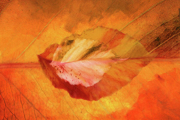 Photography Poster featuring the digital art Autumn Leaves Design by Terry Davis