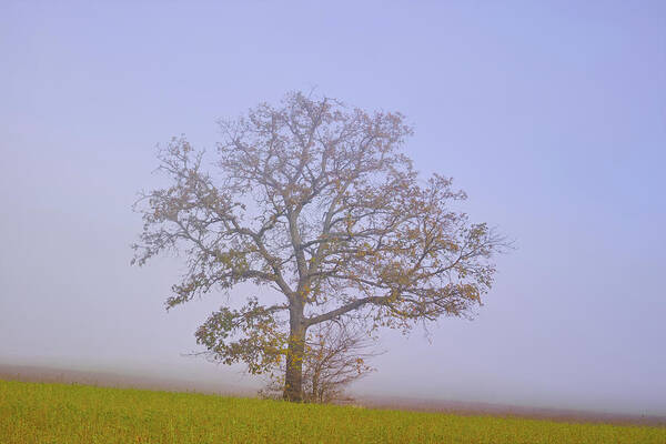 Landscape Poster featuring the photograph Autumn mist by Karine GADRE
