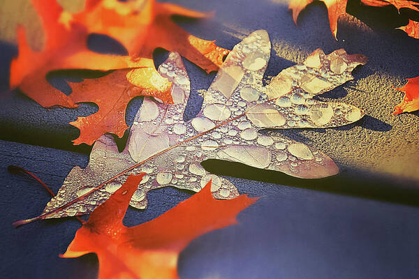 Autumn Mornings And Dewy Leaves Poster featuring the photograph Autumn Mornings and Dewy Leaves by Christina McGoran