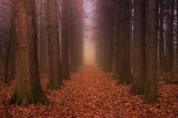  Poster featuring the photograph Autumn Pathway by Rob Blair