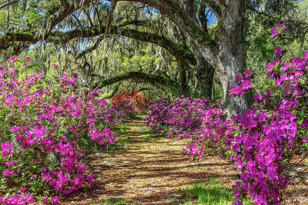 Charleston Poster featuring the photograph Azaleas Under the Oaks III by Jim Miller