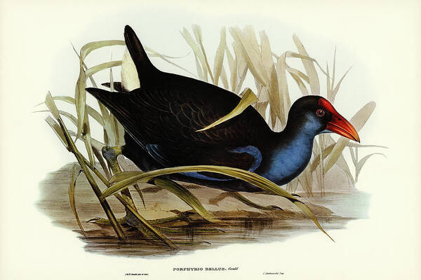 Azure-breasted Porphyrio Poster featuring the drawing Azure-breasted Porphyrio, Porphyrio bellus by John Gould