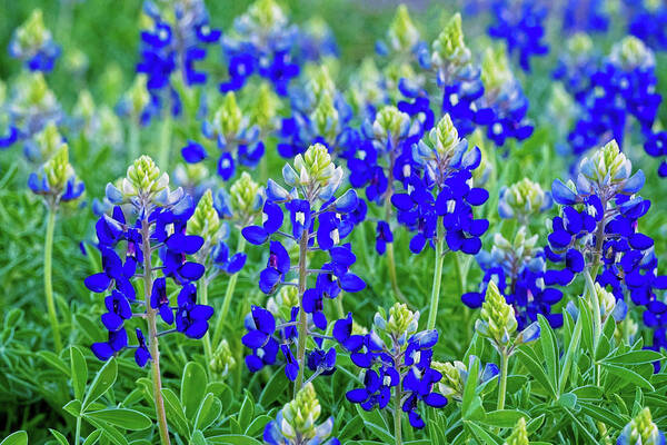 Texas Bluebonnets Poster featuring the photograph Baby Bluebonnets by Lynn Bauer