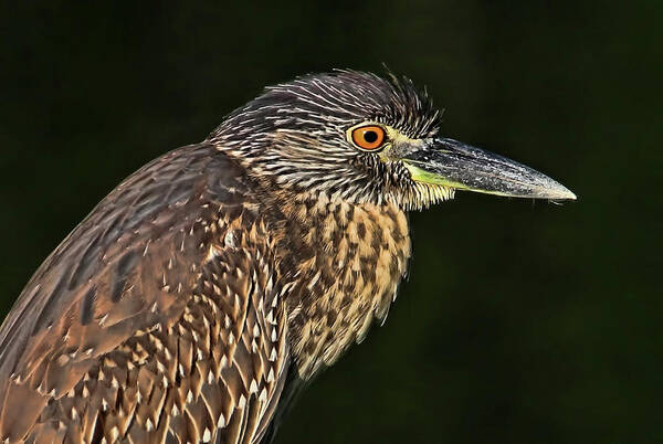 Yellow-crowned Night Heron Poster featuring the photograph Baby Face - Yellow-crowned Night Heron by HH Photography of Florida