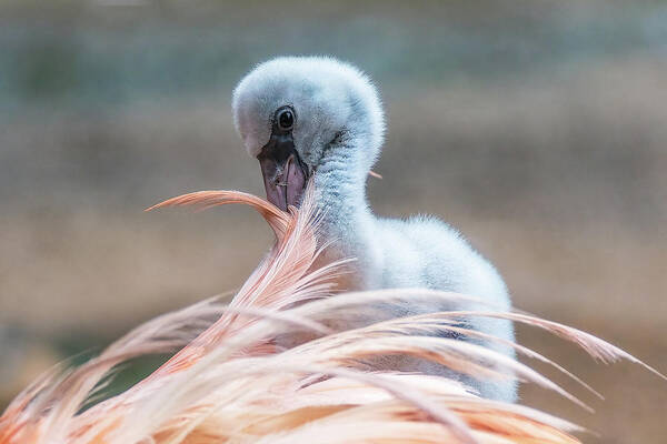 Aiken Sc Poster featuring the photograph Baby Flamingo 14 Days Old 5 by Steve Rich