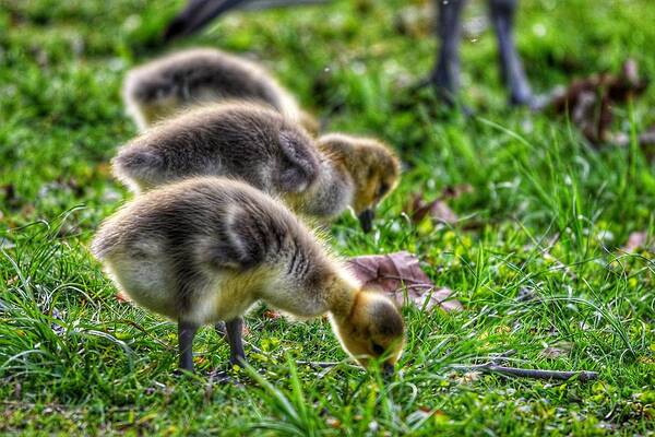 Photo Poster featuring the photograph Baby Geese by Evan Foster