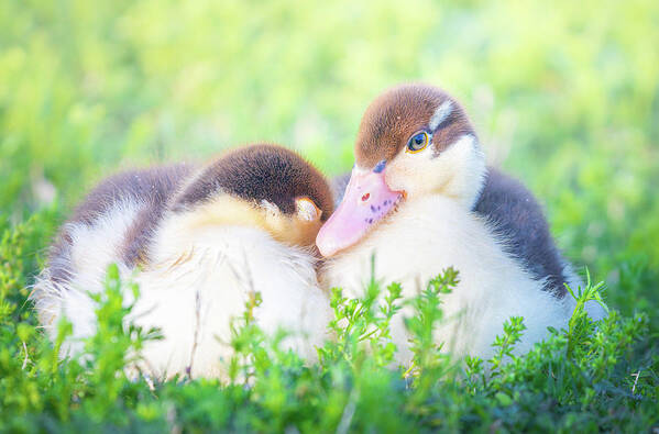 Napping Poster featuring the photograph Baby Snuggle Ducklings by Jordan Hill