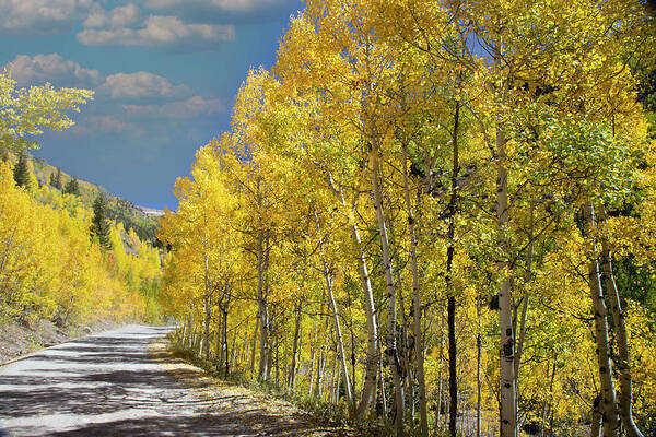 Nature Poster featuring the photograph Backlit Aspens by Steve Templeton