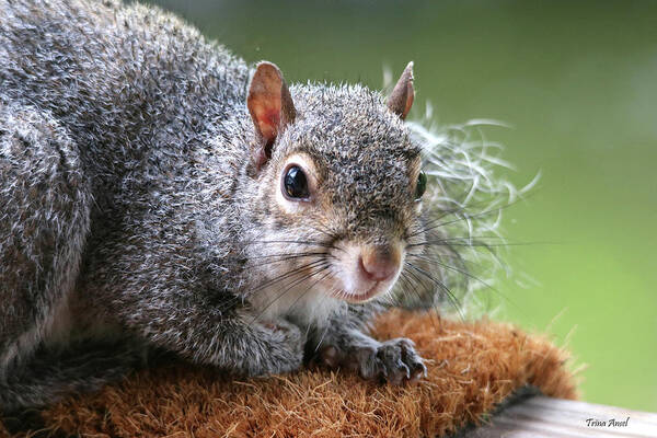 Squirrels Poster featuring the photograph Bad Hair Day But I'm Still Cute by Trina Ansel