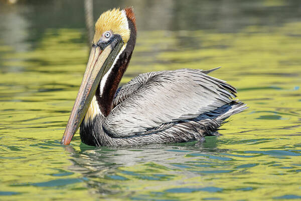 Brown Pelican Poster featuring the photograph Bait Stand Reflections by Christopher Rice