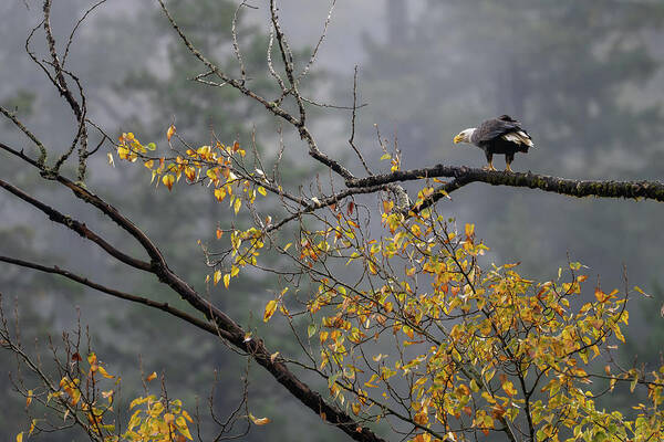 Bird Poster featuring the photograph Bald Eagle in Autumn by Bill Cubitt