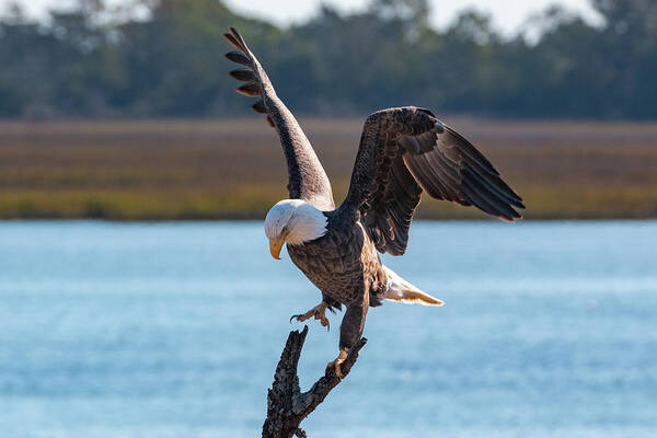 Bald Eagle Poster featuring the photograph Bald Eagle Landing by D K Wall