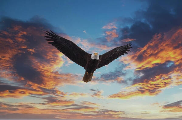 Alaska Poster featuring the photograph Bald Eagle Looking at Sunset by Darryl Brooks