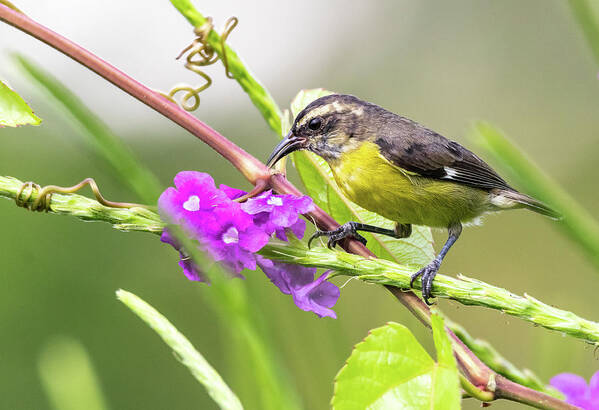  Poster featuring the photograph Bananaquit by Jim Miller