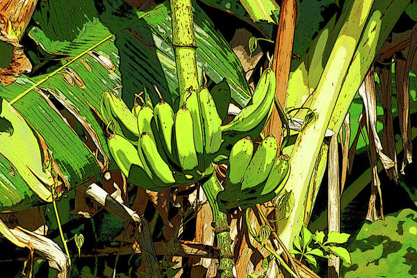 Art Poster featuring the digital art Bananas by Chauncy Holmes