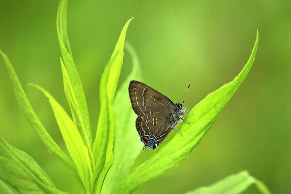 Butterfly Poster featuring the photograph Banded Hairstreak Butterfly Resting On Green Leaf by Christina Rollo