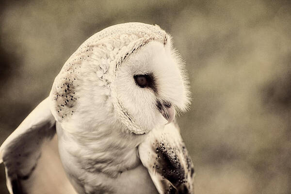 Barn Poster featuring the photograph Barn Owl by Carolyn Hutchins