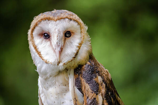 Raptors Owl Hawk Poster featuring the photograph Barn owl eyes by Robert Miller