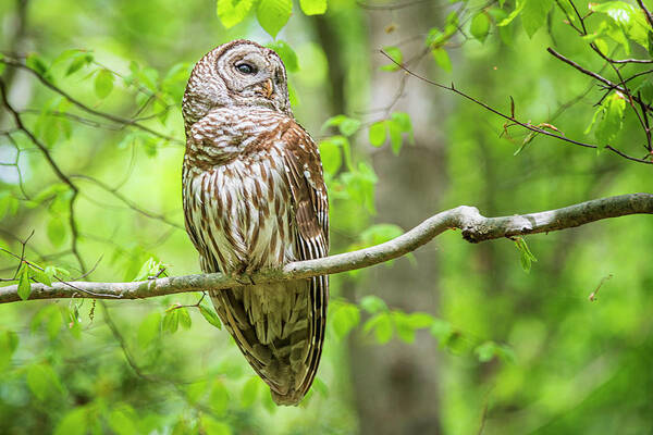 Strix Varia Poster featuring the photograph Barred Owl at Cliffs of the Neuse by Bob Decker