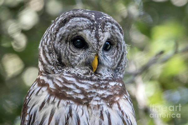 Owl. Barred Owl Poster featuring the photograph Barred Owl Eyes by Tom Claud