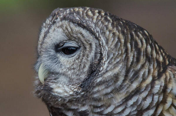 Barred Owl Looks On Poster featuring the photograph Barred Owl looks on by Carolyn Hall