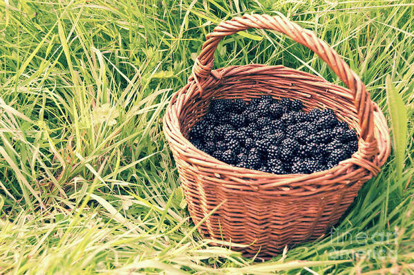 Blackberries Poster featuring the photograph Basket of blackberries by Delphimages Photo Creations