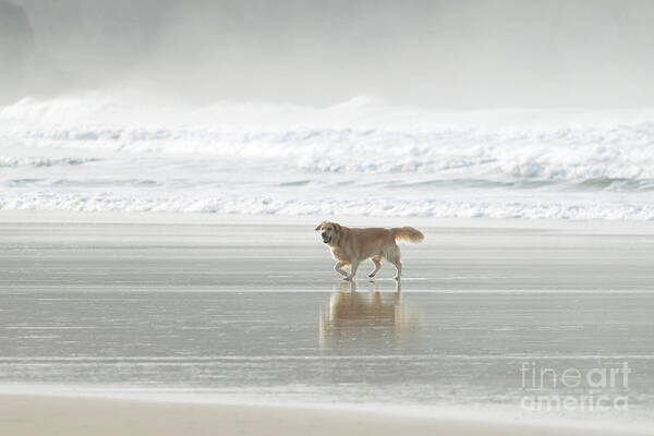 Perranporth Poster featuring the photograph Beach Dog by Terri Waters