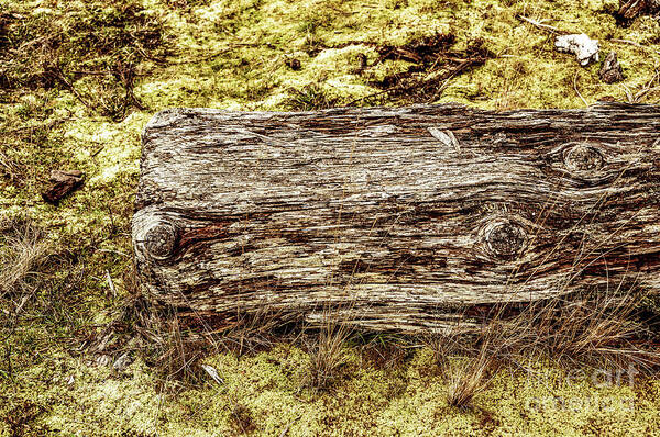 Beach Driftwood Poster featuring the photograph Beach Driftwood 26 by M G Whittingham