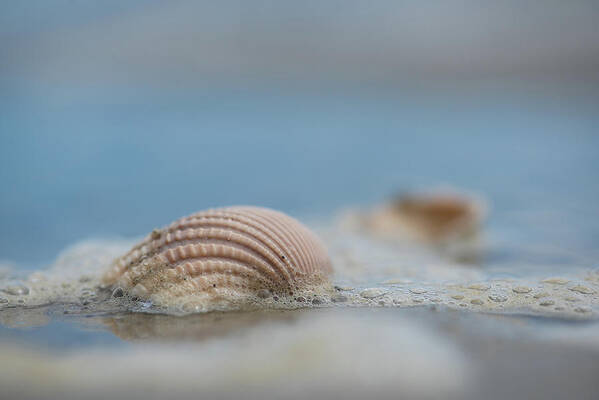 Shells Poster featuring the photograph Beach Shells by Lori Rowland