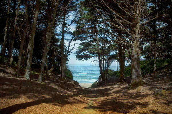 Beach Poster featuring the photograph Beach Trail by Loyd Towe Photography