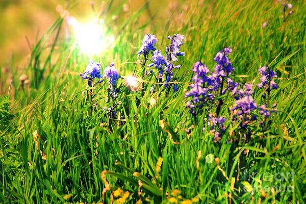 Bluebells Poster featuring the photograph Beams On Bluebells by Kimberly Furey