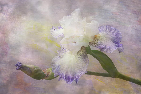 Iris Poster featuring the photograph Bearded Iris 'Gnuz Spread' by Patti Deters
